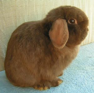 Lynx Holland Lop