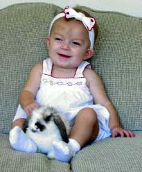 broken tort holland lop