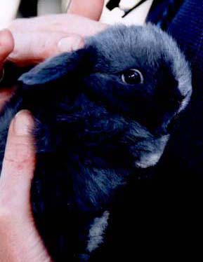 blue holland lop