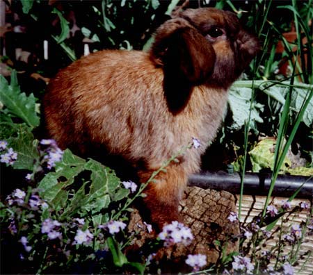 tort holland lop