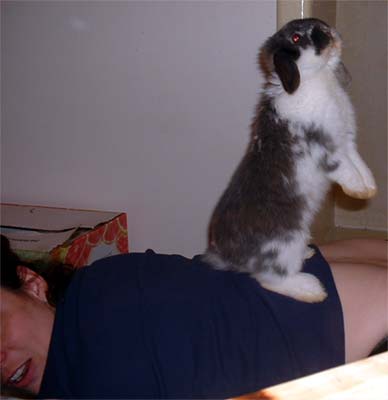 broken blue otter holland lop