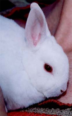 ruby eyed white (REW) mini rex