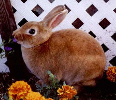red mini rex
