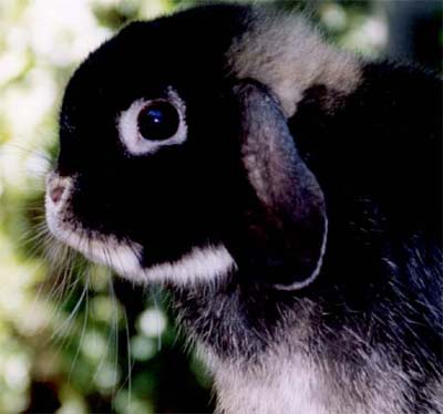 black otter holland lop