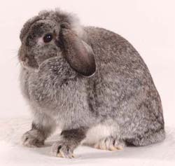 Welcome to Rabbit Hill rabbit breeds