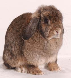 Welcome to Rabbit Hill rabbit breeds