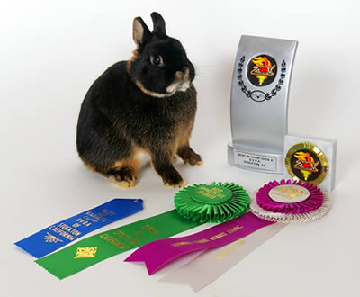 Rabbit, dwarf rabbits, dwarf bunnies